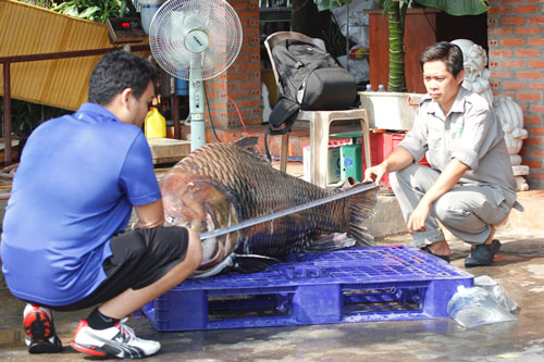 Cá[-]hô[-]khổng[-]lồ[-]từ[-]Biển[-]Hồ[-]"bơi"[-]về[-]Sài[-]Gòn